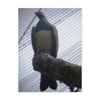 Kereru Closeup postcard