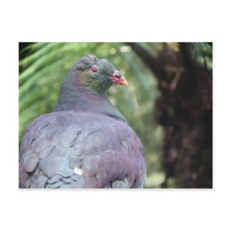 Kereru Closeup postcard
