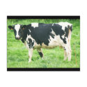 kermoisan cows and cats 012 postcards