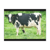 kermoisan cows and cats 012 postcards