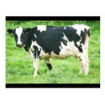 kermoisan cows and cats 012 postcards