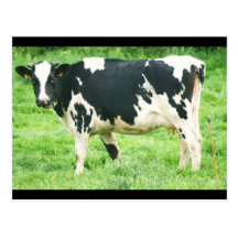 kermoisan cows and cats 012 postcards