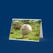 Kerry Sheep on Ring of Kerry cards