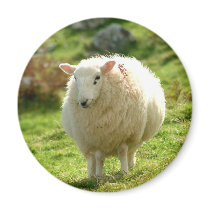 Kerry Sheep on Ring of Kerry Refrigerator Magnets
