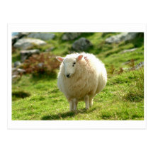 Kerry Sheep on Ring of Kerry Postcards