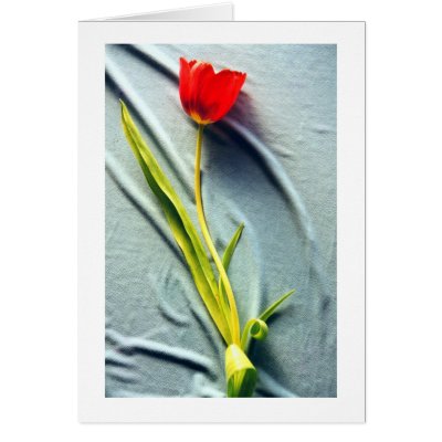 Kerstin's Red Tulip Card by donnabellas