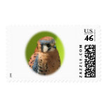 Kestrel_1739 Kestrel_1739