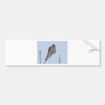 Kestrel Bumper Sticker