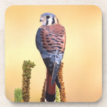 Kestrel, Falco sparverius, Native to US & Canada Coaster