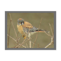 Kestrel Postcard postcard