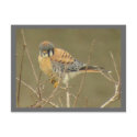 Kestrel Postcard