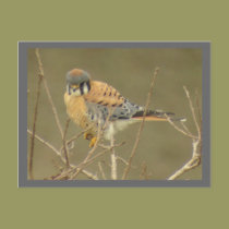 Kestrel Postcard