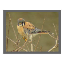 Kestrel Postcard