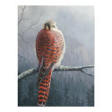 Kestrel posters