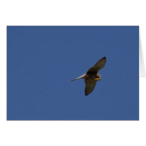 Kestrel, Turmfalke, falco tinnunculus cards by Rainmountain Kestrel, Turmfalke, falco tinnunculus cards