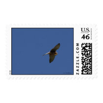 Kestrel, Turmfalke, falco tinnunculus postage