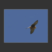 Kestrel, Turmfalke, falco tinnunculus postcards