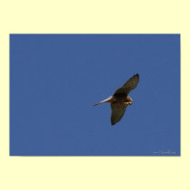 Kestrel, Turmfalke, falco tinnunculus posters