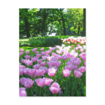 Keukenhof garden - Holland postcard