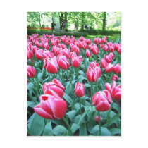 Keukenhof garden - Holland postcard