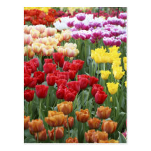 Keukenhof Gardens, Holland, specializes in 2 Post Card