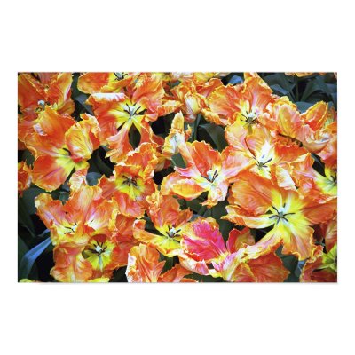 Keukenhof Tulips Posters by DrinkTheWind