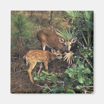 Key Deer Fridge Magnet
