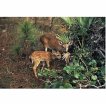 Key Deer Photo Sculptures