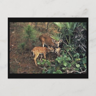 Key Deer Post Card