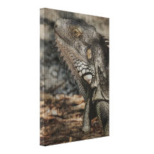 Key Iguana Canvas Gallery Wrapped Canvas