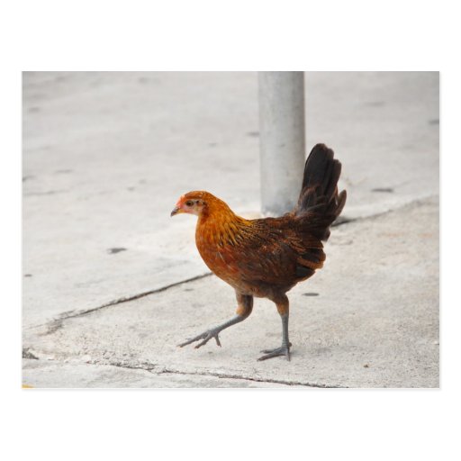 Key West Chicken On Sidewalk Florida Postcard | Zazzle