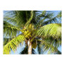 Key West Coconuts Photo
