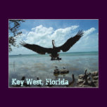 Key West Florida Pelican Wildlife Post Card Photo