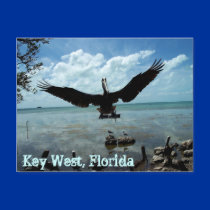 Key West Florida Pelican Wildlife Post Card Photo postcards by ScenicEarthStudios Key West Florida Pelican Wildlife Post Card Photo postcards