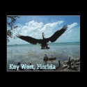 Key West Florida Pelican Wildlife Post Card Photo postcards