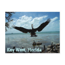 Key West Florida Pelican Wildlife Post Card Photo postcards by ScenicEarthStudios Key West Florida Pelican Wildlife Post Card Photo postcards