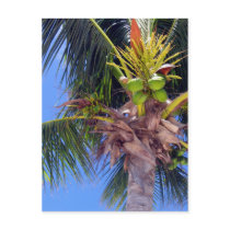 Key West Palm - Postcard