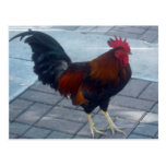 Key West Rooster Post Cards