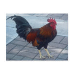 Key West Rooster Post Cards