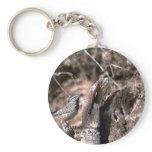Keychain / Cactus Wren