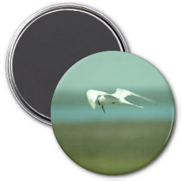 Keychain - Tern in flight magnet