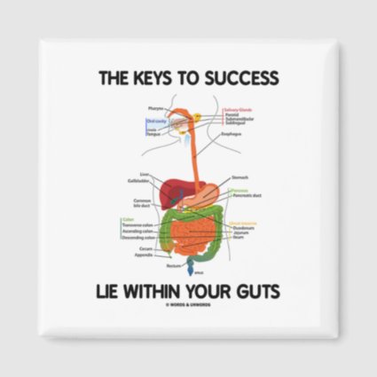 Keys To Success Lie Within Your Guts (Digestive) Fridge Magnet