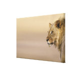 Kgalagadi Transfrontier Park, Northern Cape Canvas Prints