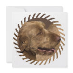 Khandu Afghan Hound Invitation