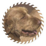 Khandu Afghan Hounds Stickers