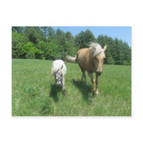 Khrysta, the Morgan horse, and Cash, the mini hors Post Card