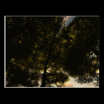 Kick Back In The Grass Postcard postcards