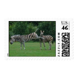 Kicking zebra postage
