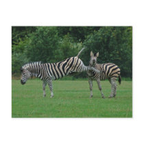 Kicking zebra postcard by Thorninger Kicking zebra postcard