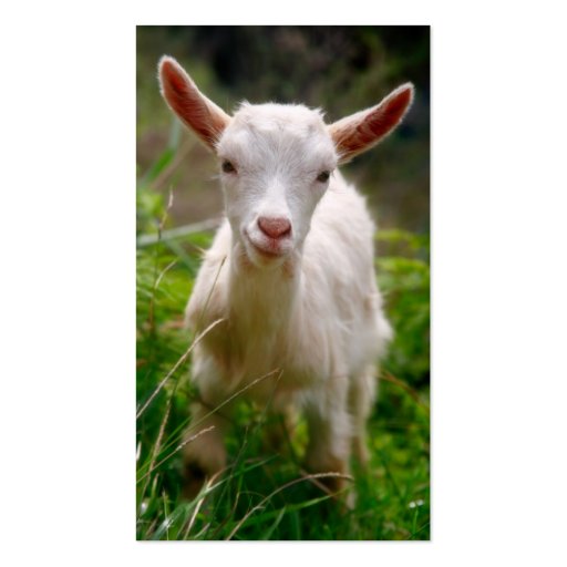 Kid Goat Business Card Template